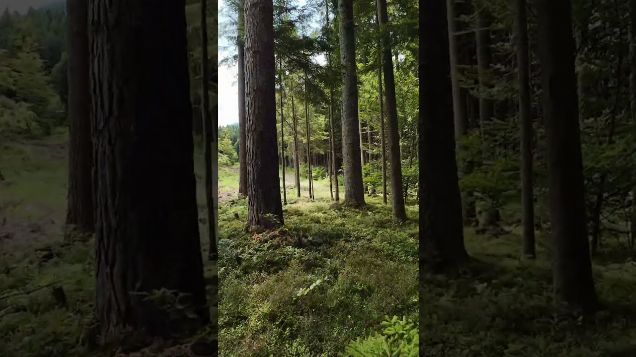 FPV discovery flight: into the woods04 - DJI Avata 2 #dji #fpv #avata2