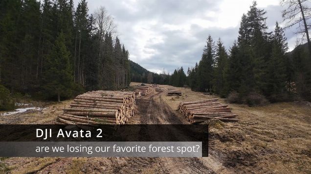 are we losing our favorite forest spot? -  DJI Avata 2 #dji #djiavata2 #fpv