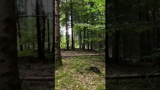 FPV discovery flight: into the woods03 - DJI Avata 2 #dji #fpv #avata2